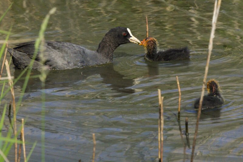 Foulque macroule nourrissant son poussin